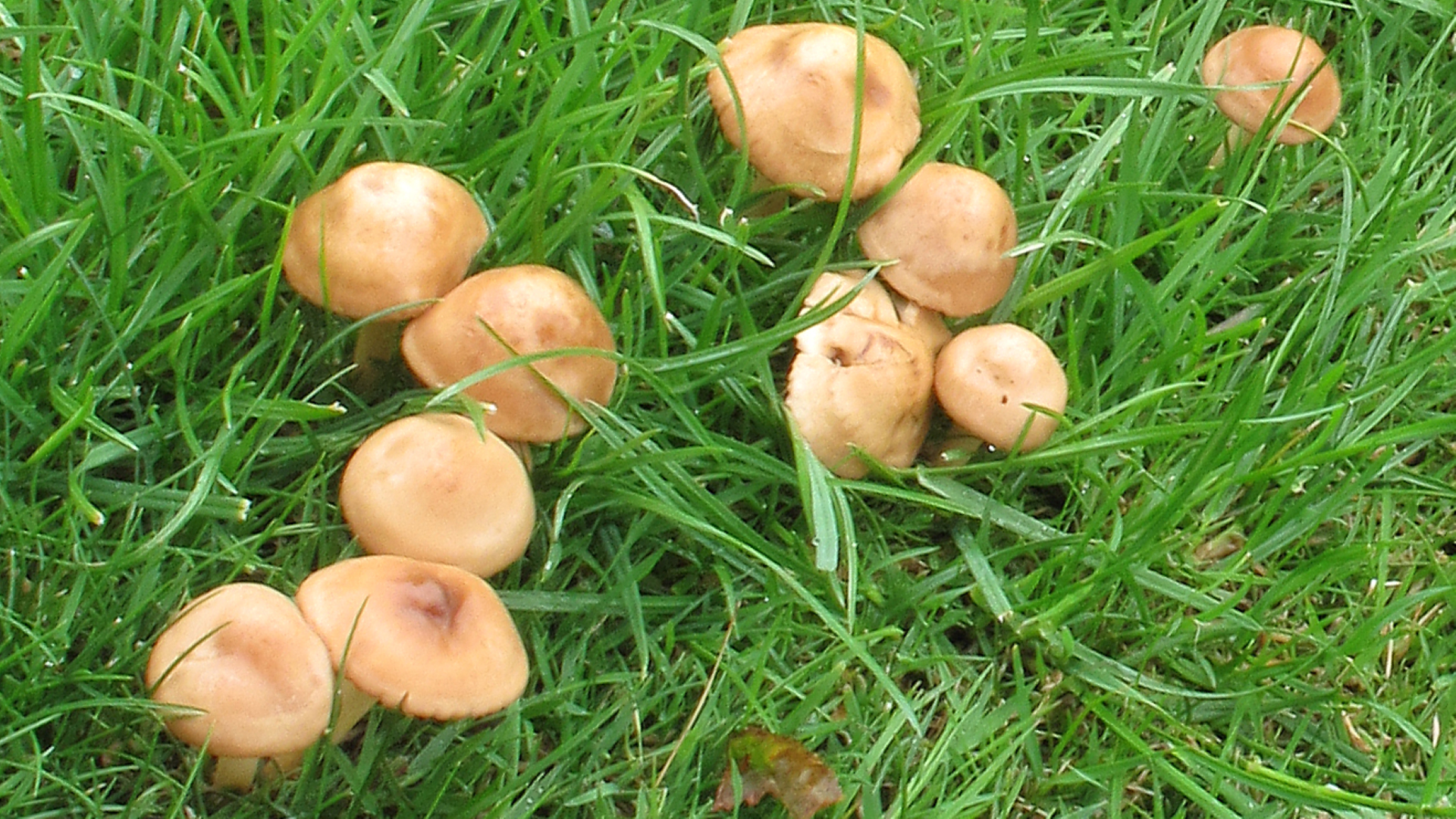 Fairy Ring Champignon
Marasmius oreades