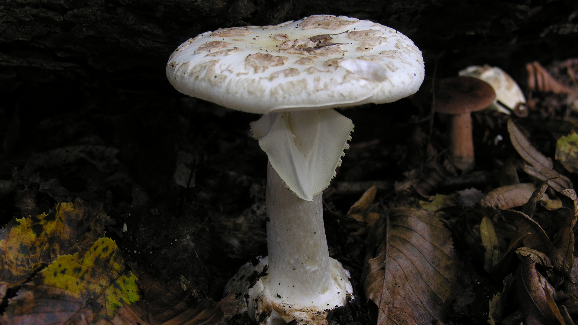 False Death's Cap
Amanita citrina