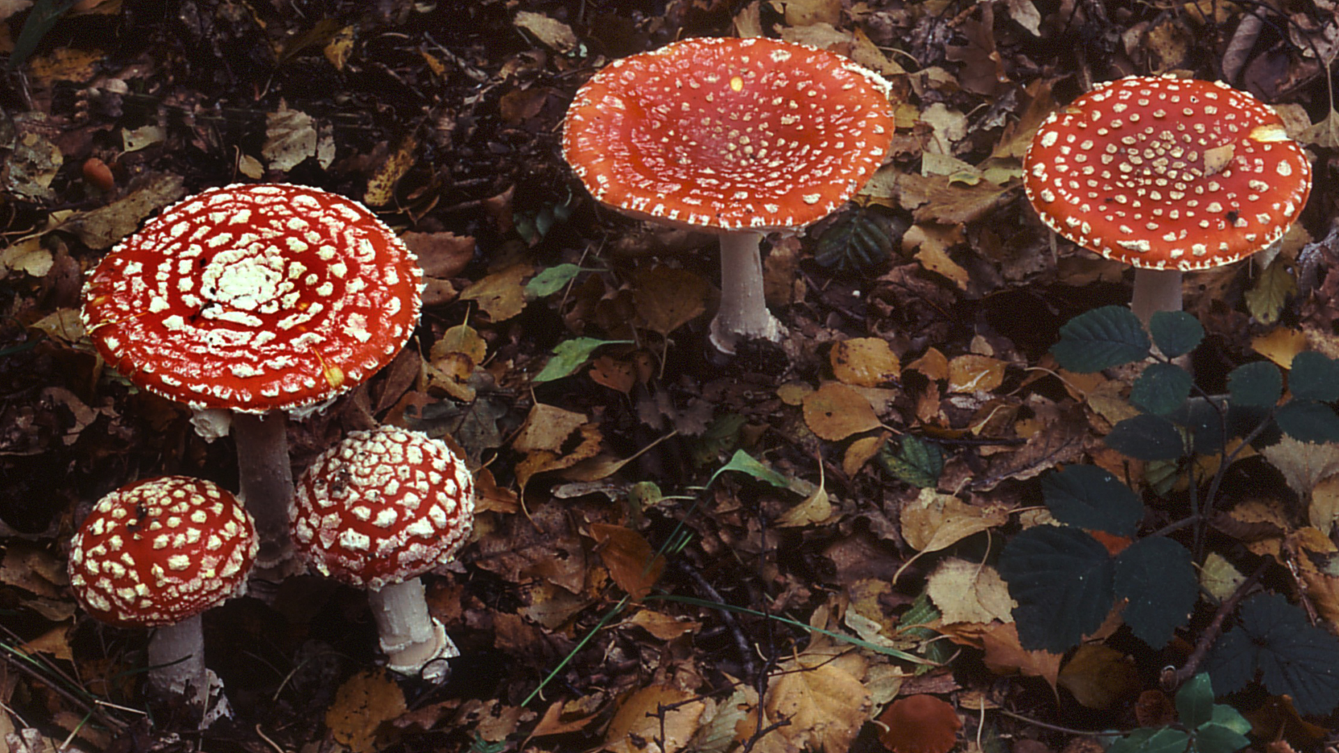 Fly Agaric
Amanita muscaria