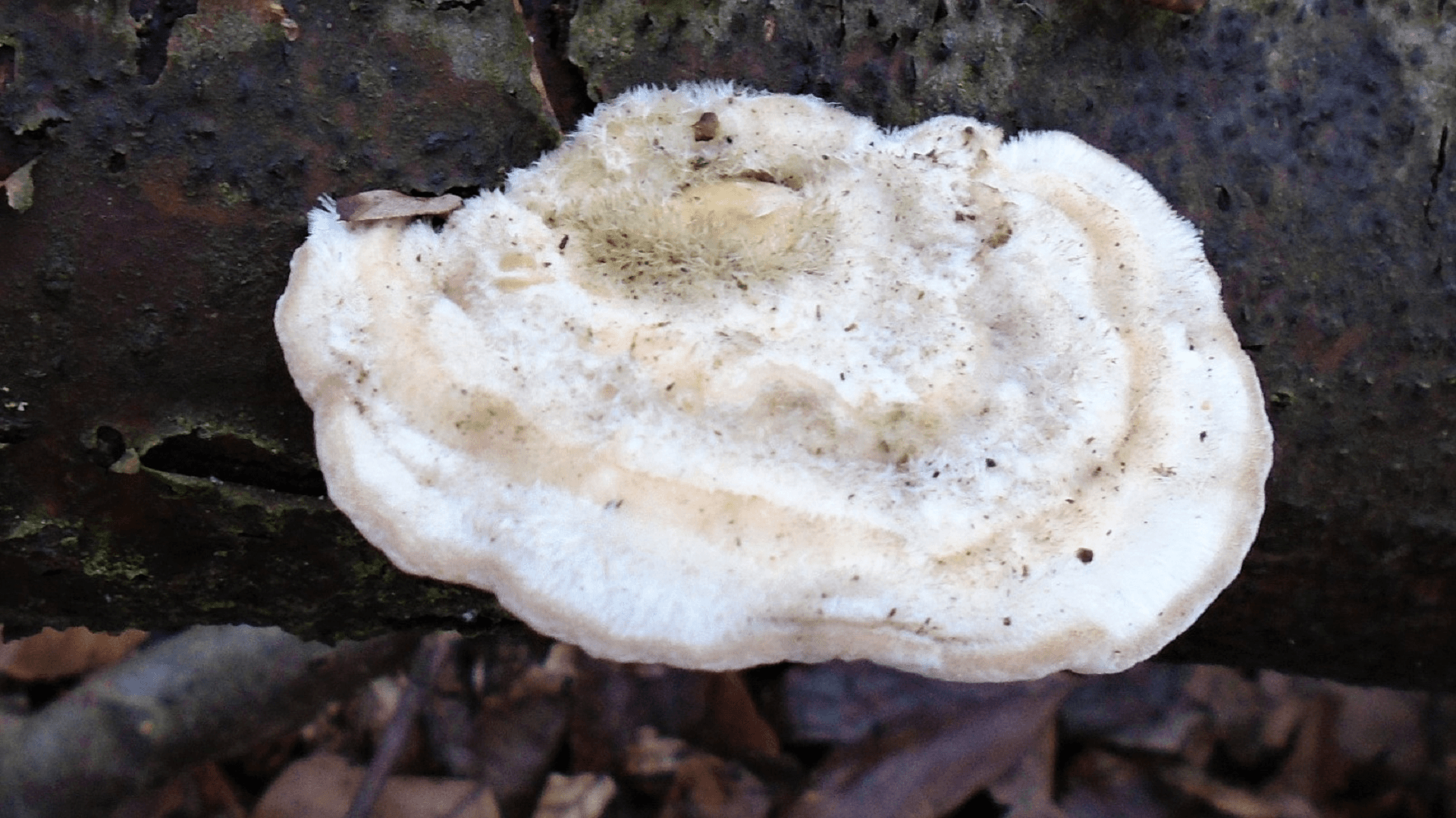 Hairy Bracket Trametes hirsuta