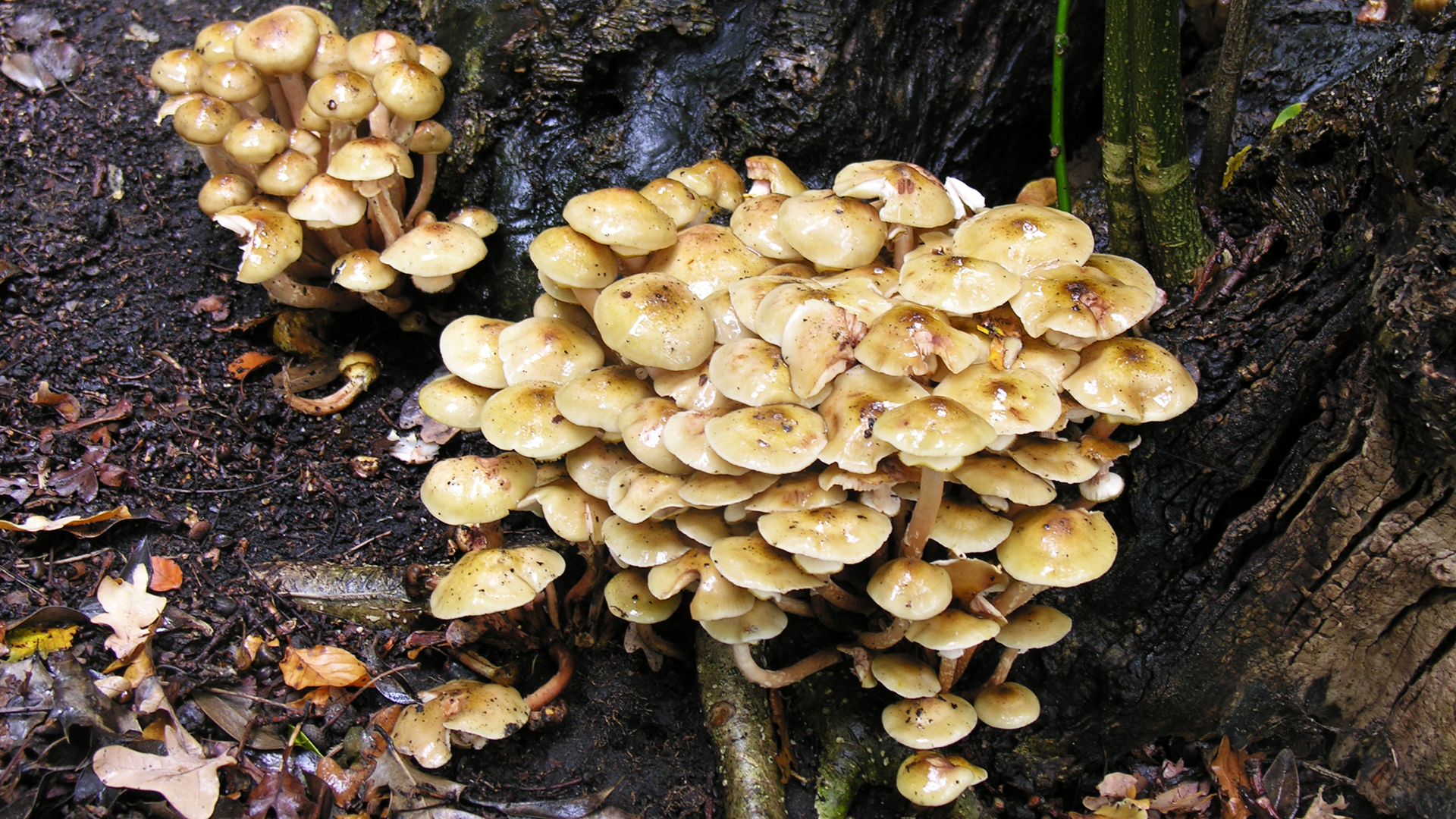 Honey Fungus
Armillaria mellea