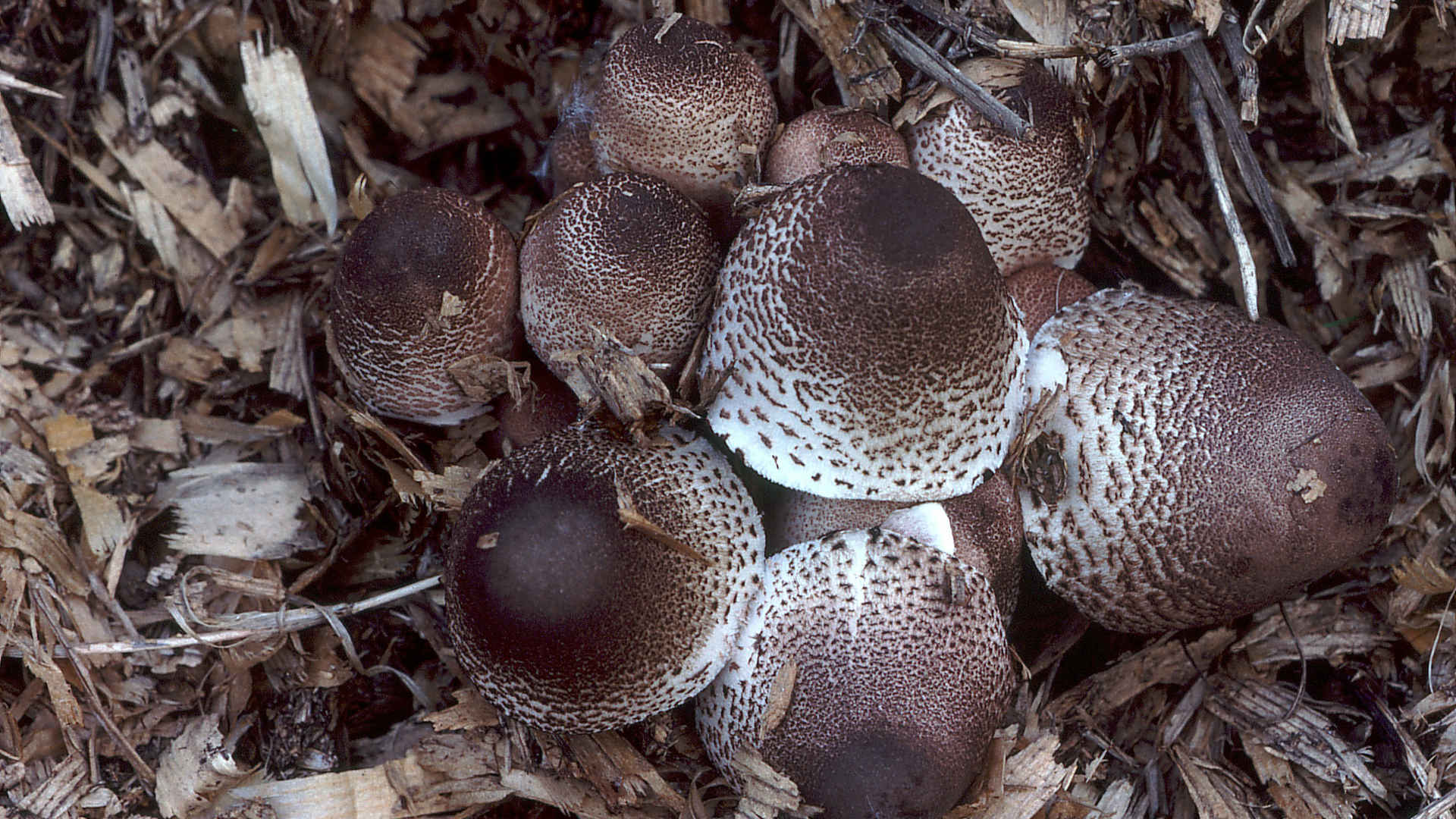 Leucoagaricus meleagris