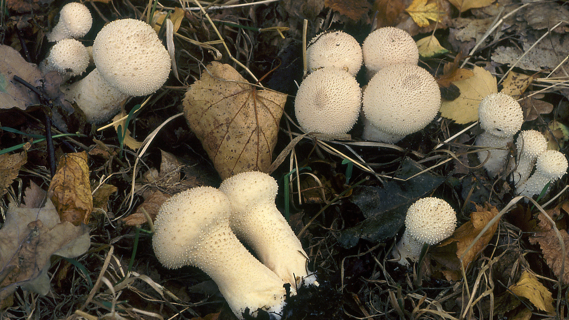 Common Puffball
Lycoperdon perlatum