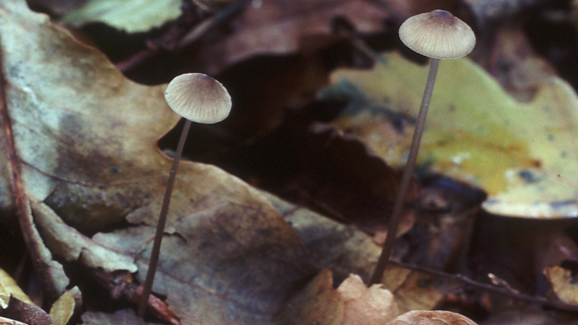Iodine Bonnet
Mycena filopes