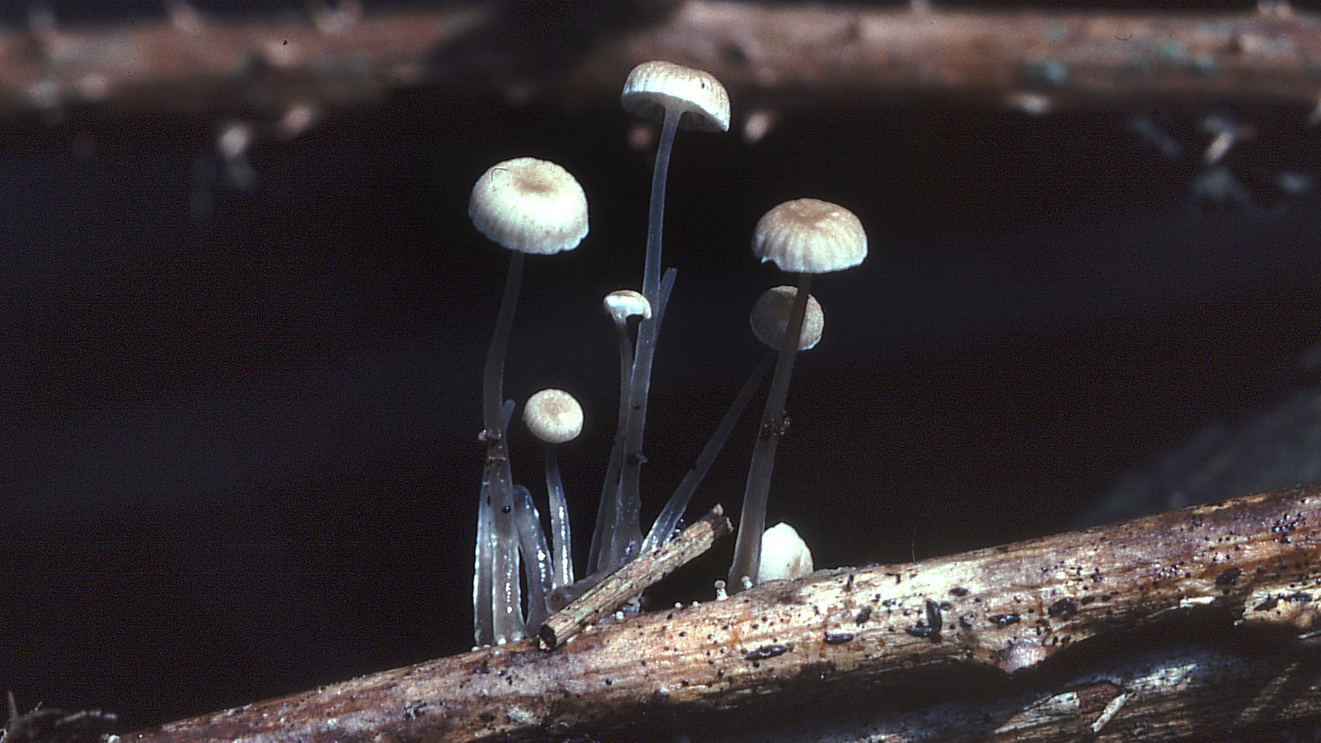 Dripping Bonnet
Mycena rorida
