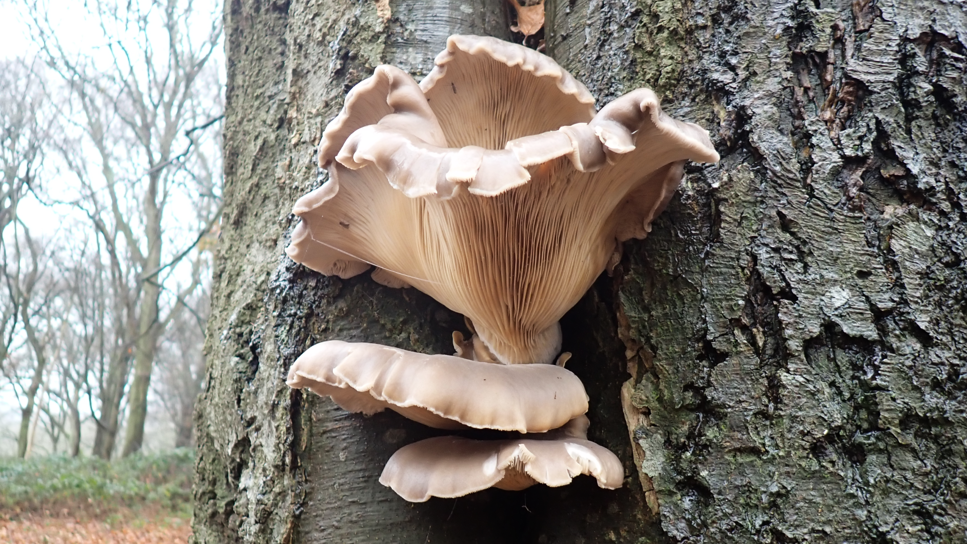 Small Tortoiseshell
Aglais urticae