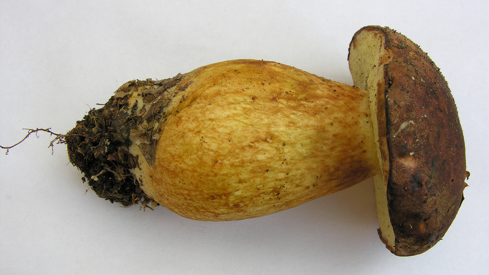 Brown Birch Bolete
Leccinum scabrum