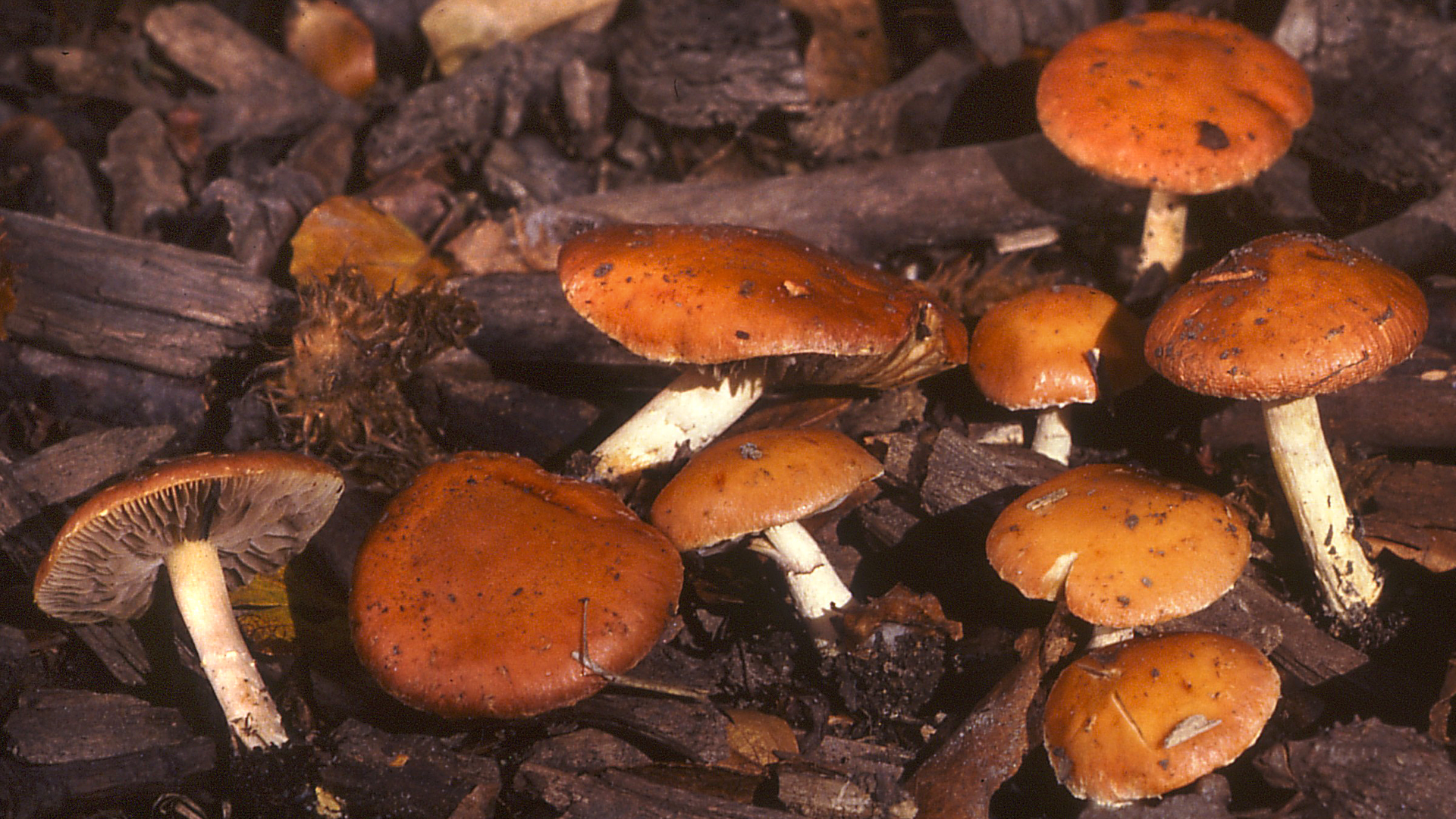 Redlead Roundhead
Stropharia aurantiaca