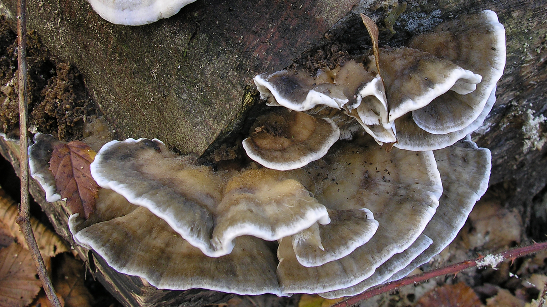 Smoky Bracket 
Bjerkandera adusta