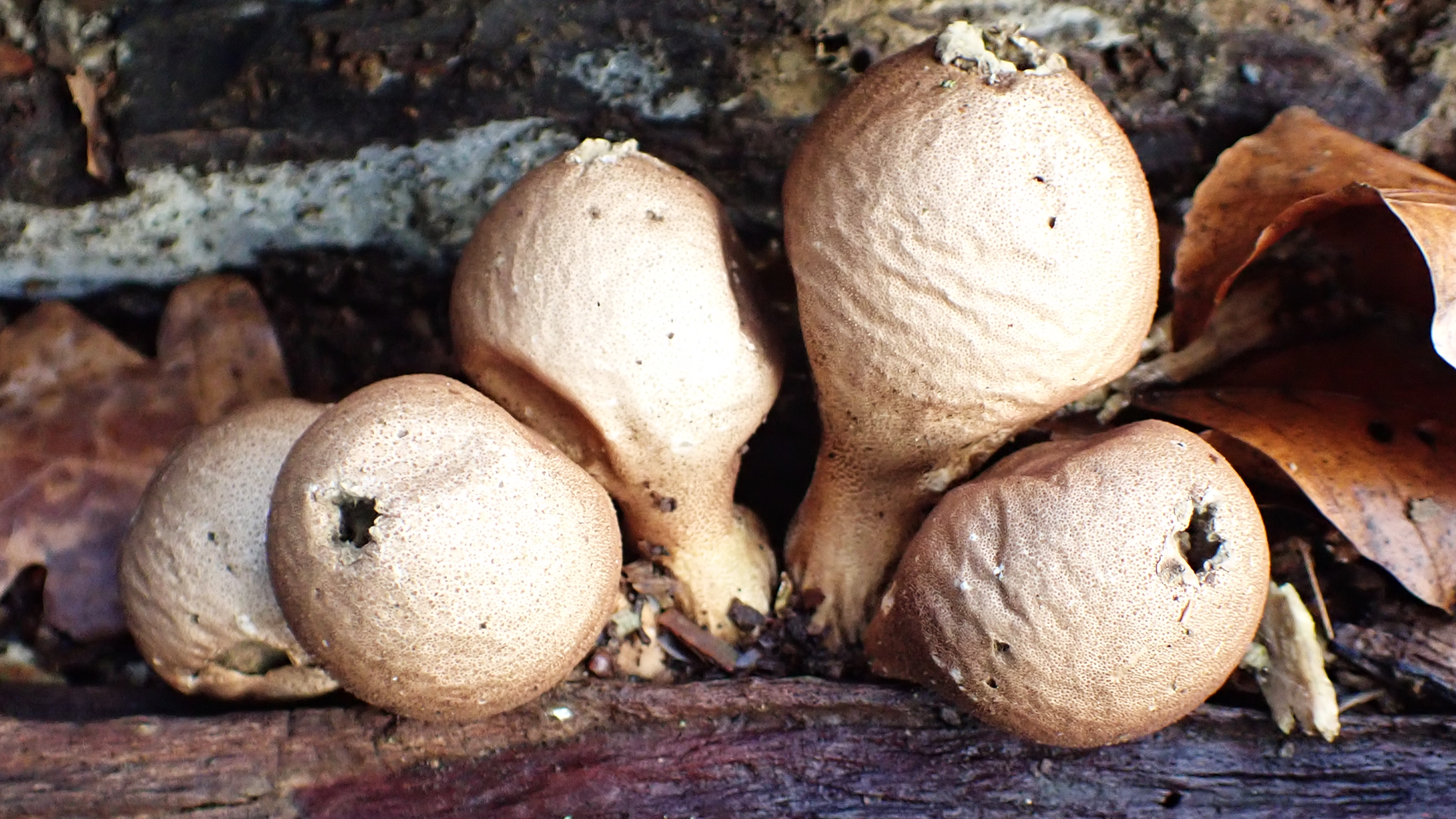 Small Tortoiseshell
Aglais urticae