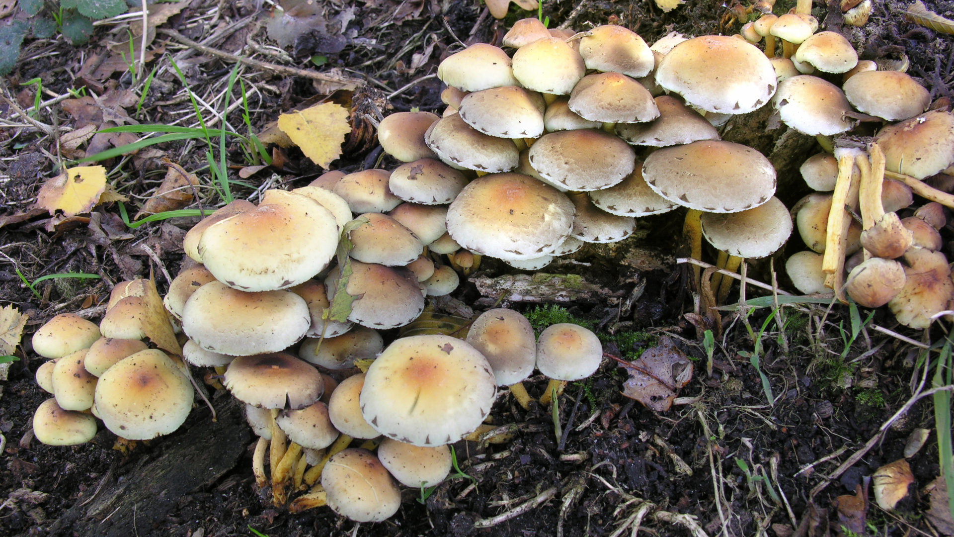 Sulphur Tuft
Hypholoma fasciculare