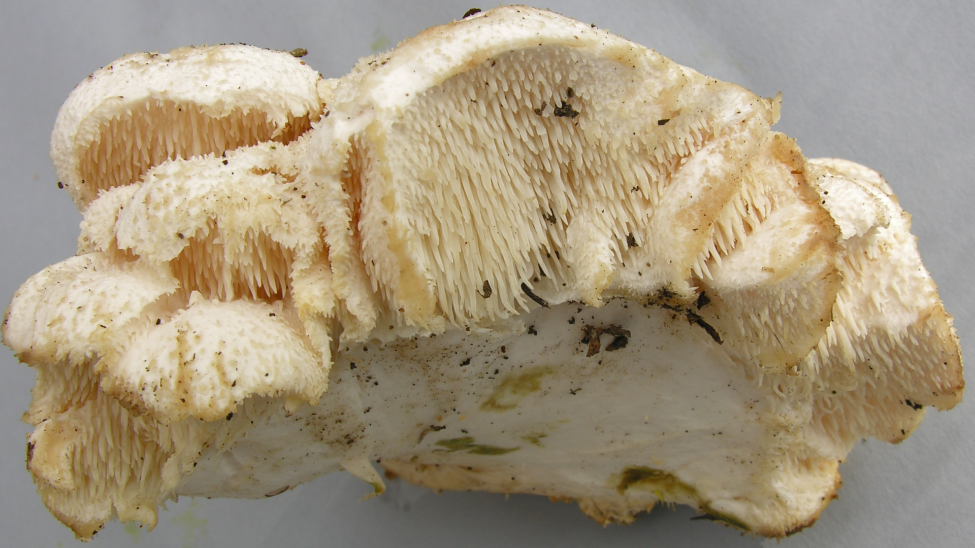 Tiered Tooth
Hericium cirrhatus