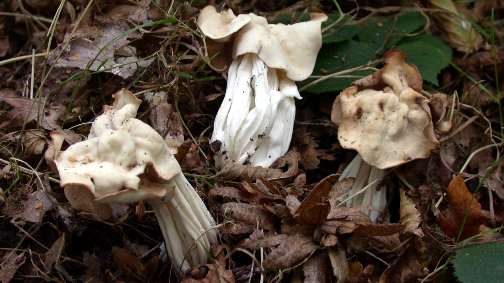 White Saddle
Helvella crispa