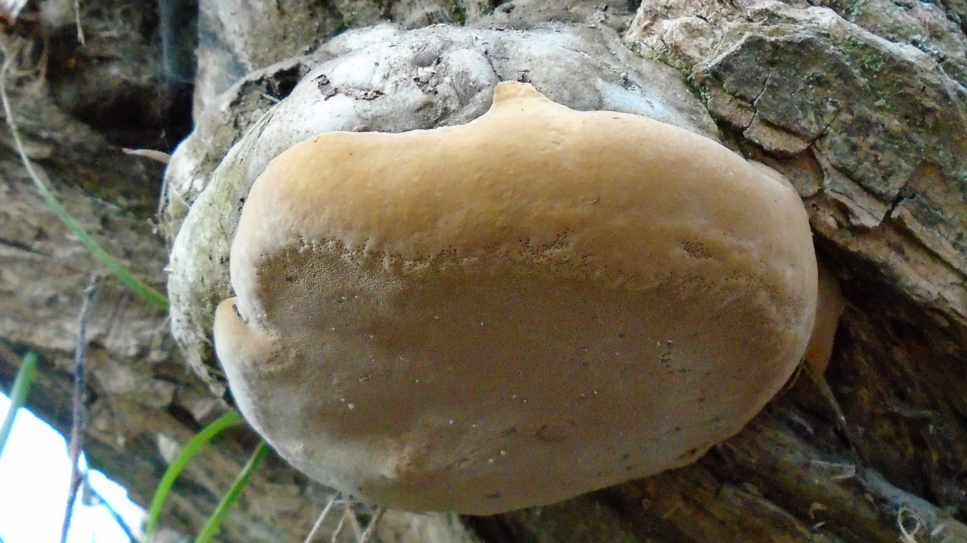 Willow Bracket
Phellinus igniarius