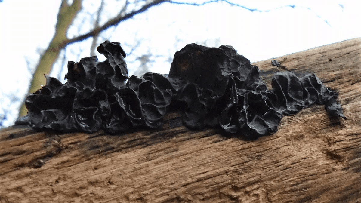 Witches' Butter Exidia glandulosa