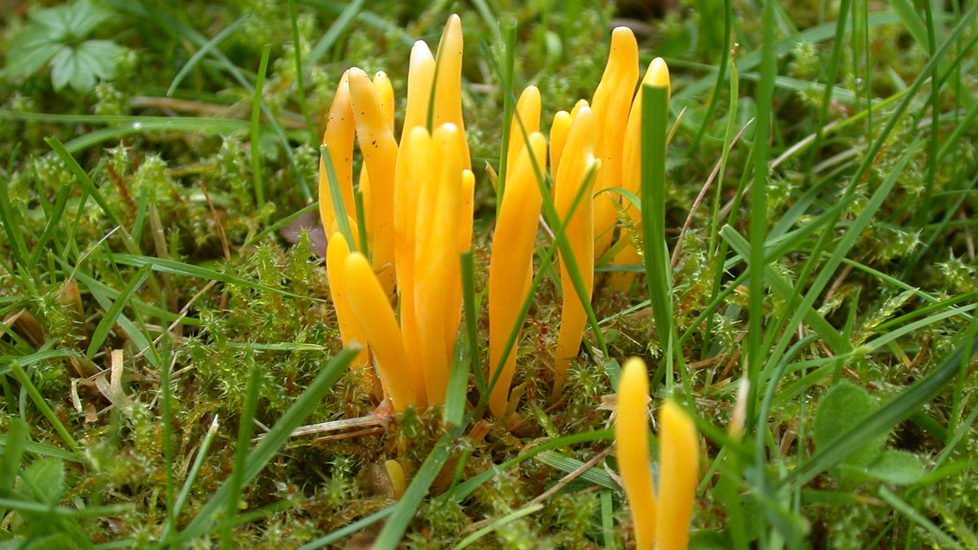 Yellow Club
Clavulinopsis helvola