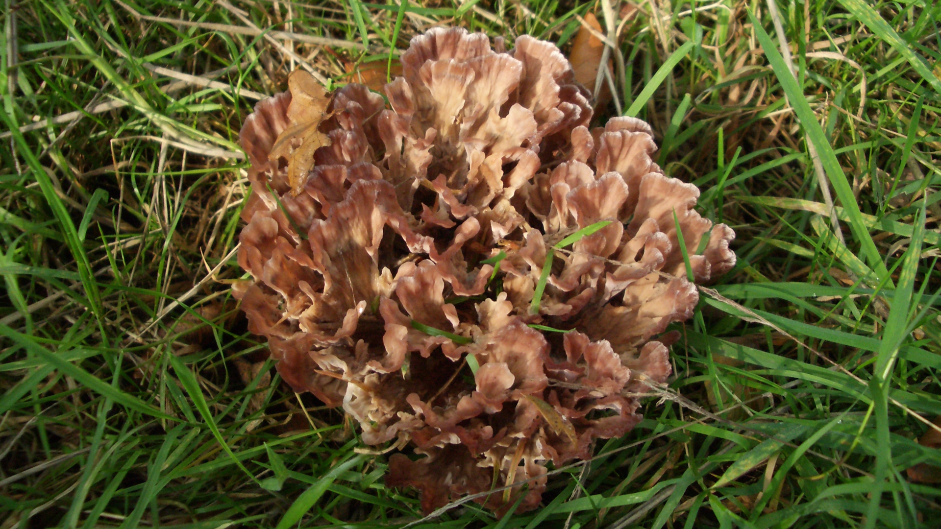 Zoned Rosette
Podoscypha multizonata