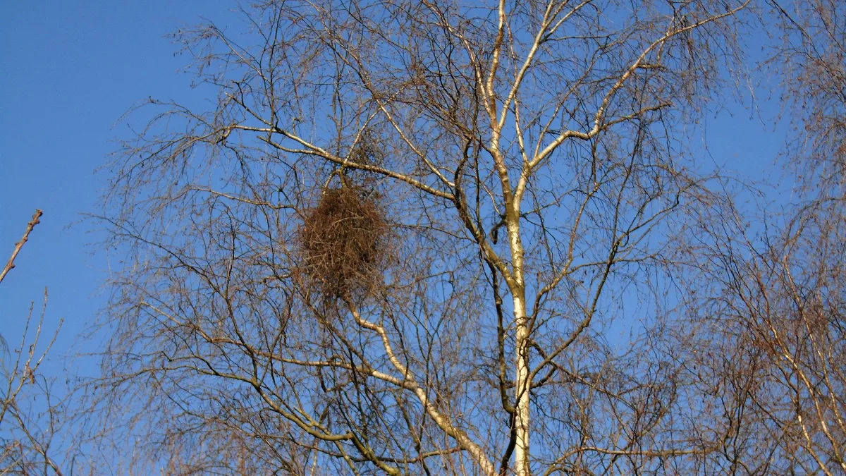 Birch Besom
Taphrina betulina