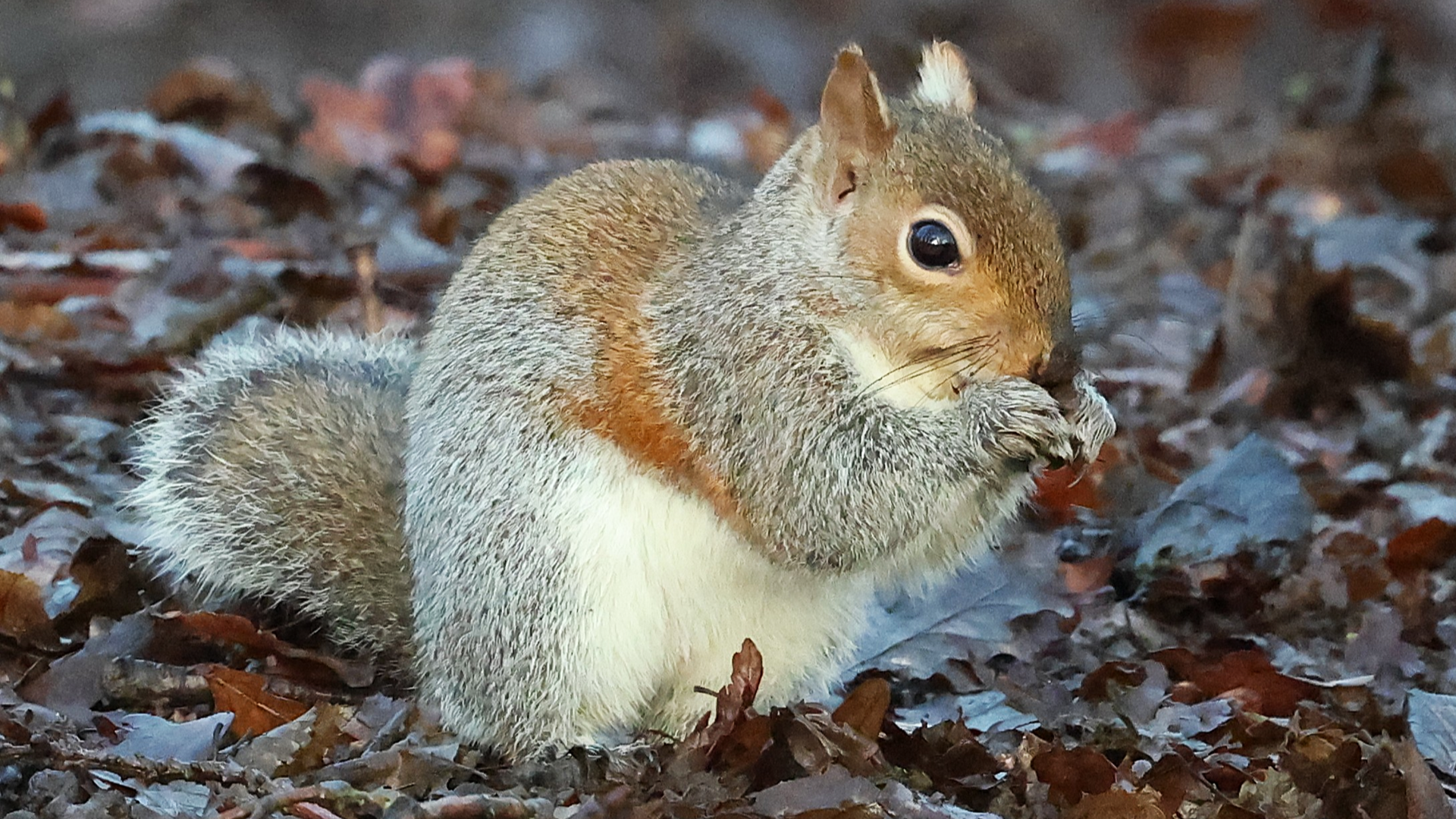 Small Tortoiseshell
Aglais urticae