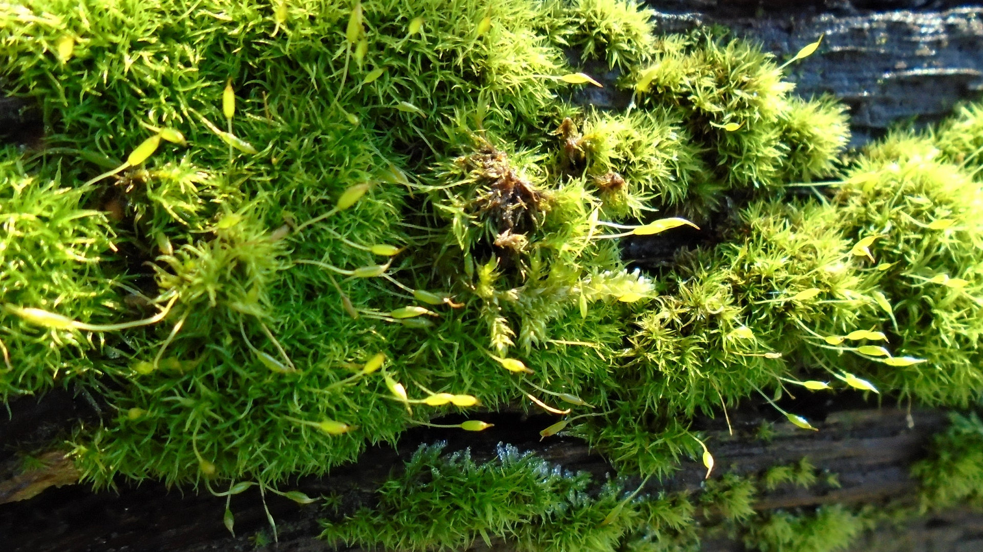 Cape Thread-moss
Orthodontium lineare