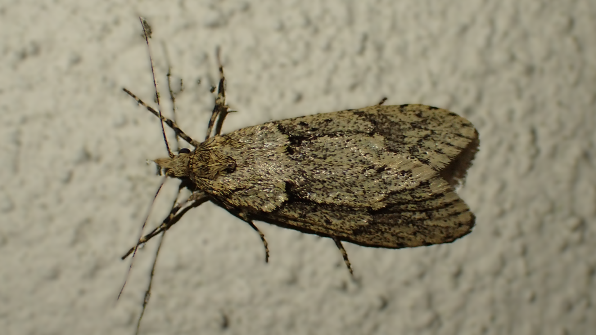 Small Tortoiseshell
Aglais urticae