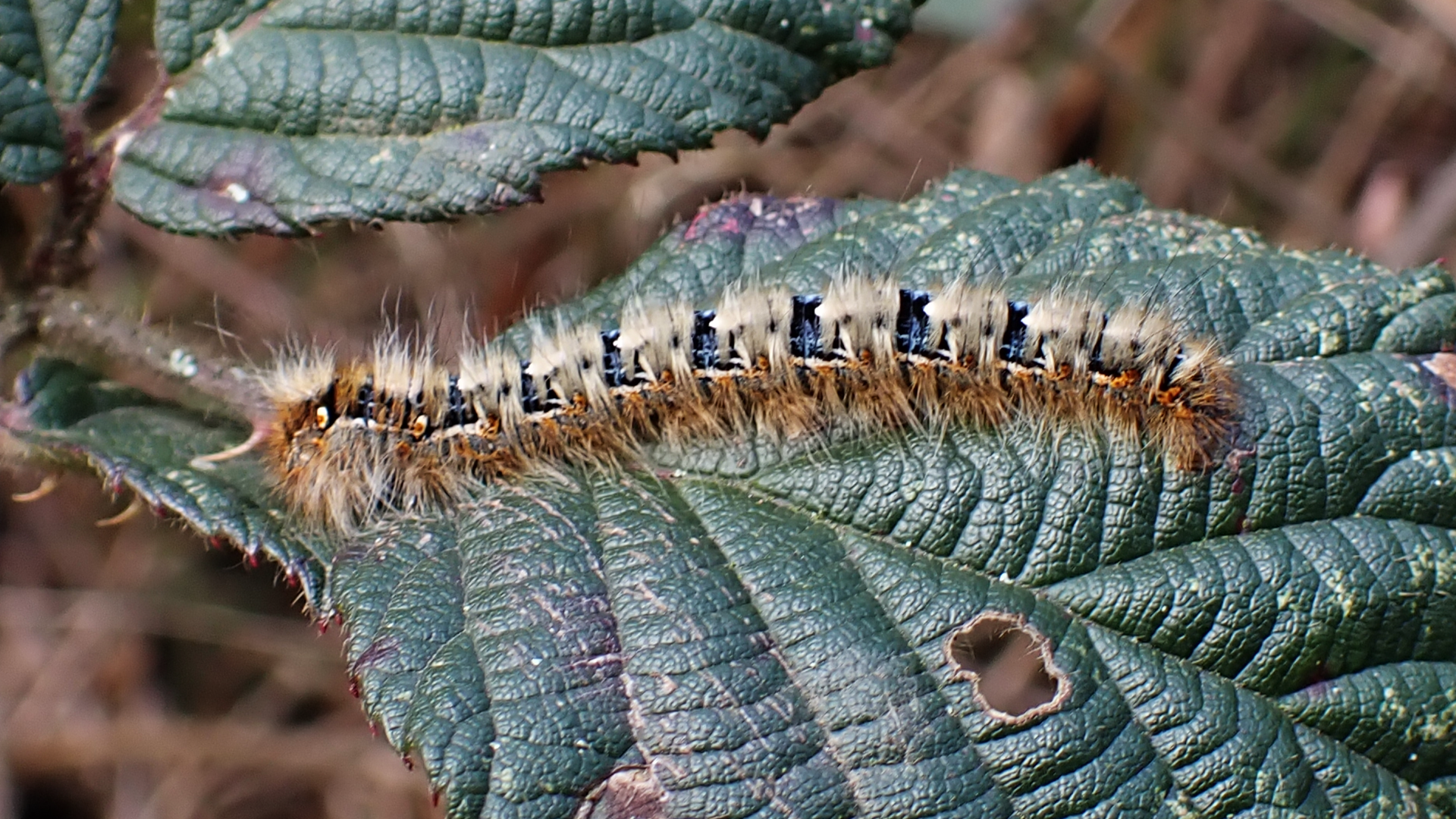 Oak Eggar
Lasiocampa quercus