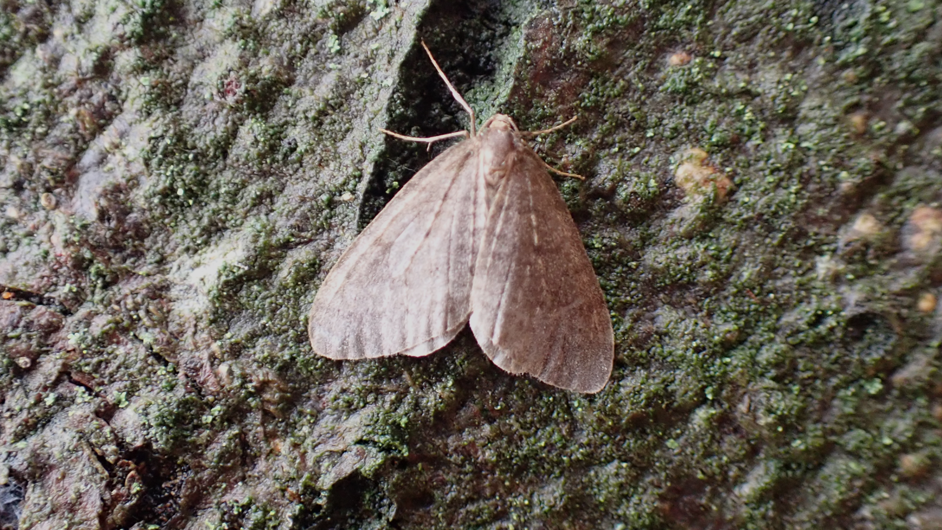 Small Tortoiseshell
Aglais urticae