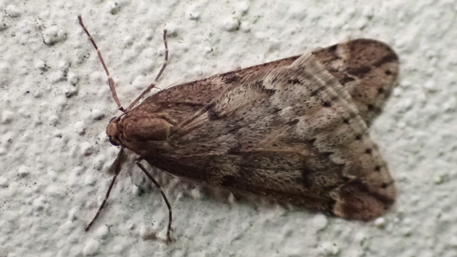 March Moth
Alsophila aescularia