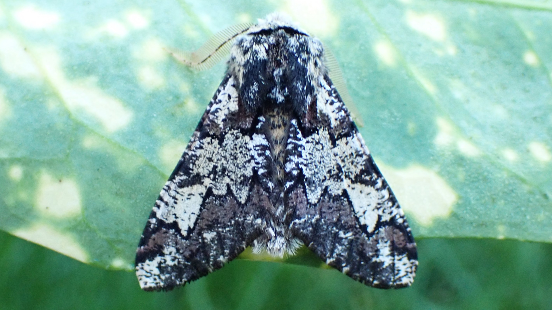 Oak Beauty
Biston strataria