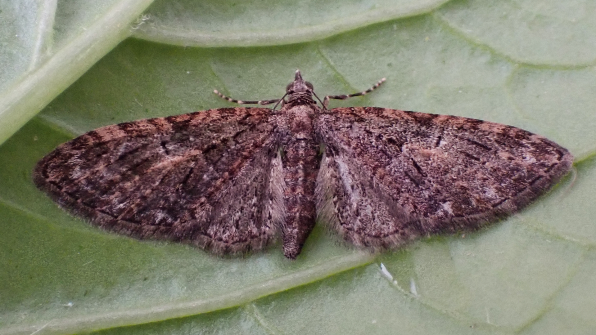 Brindled Pug
Eupithecia abbreviata