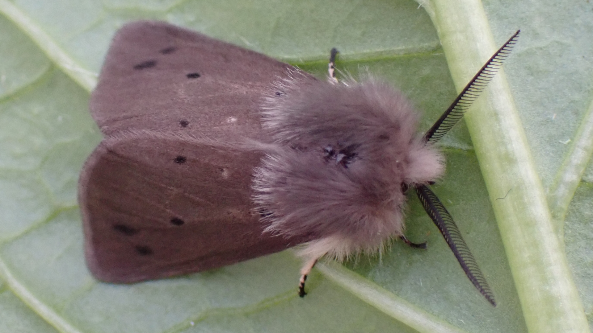 Muslin Moth 
Diaphora mendica