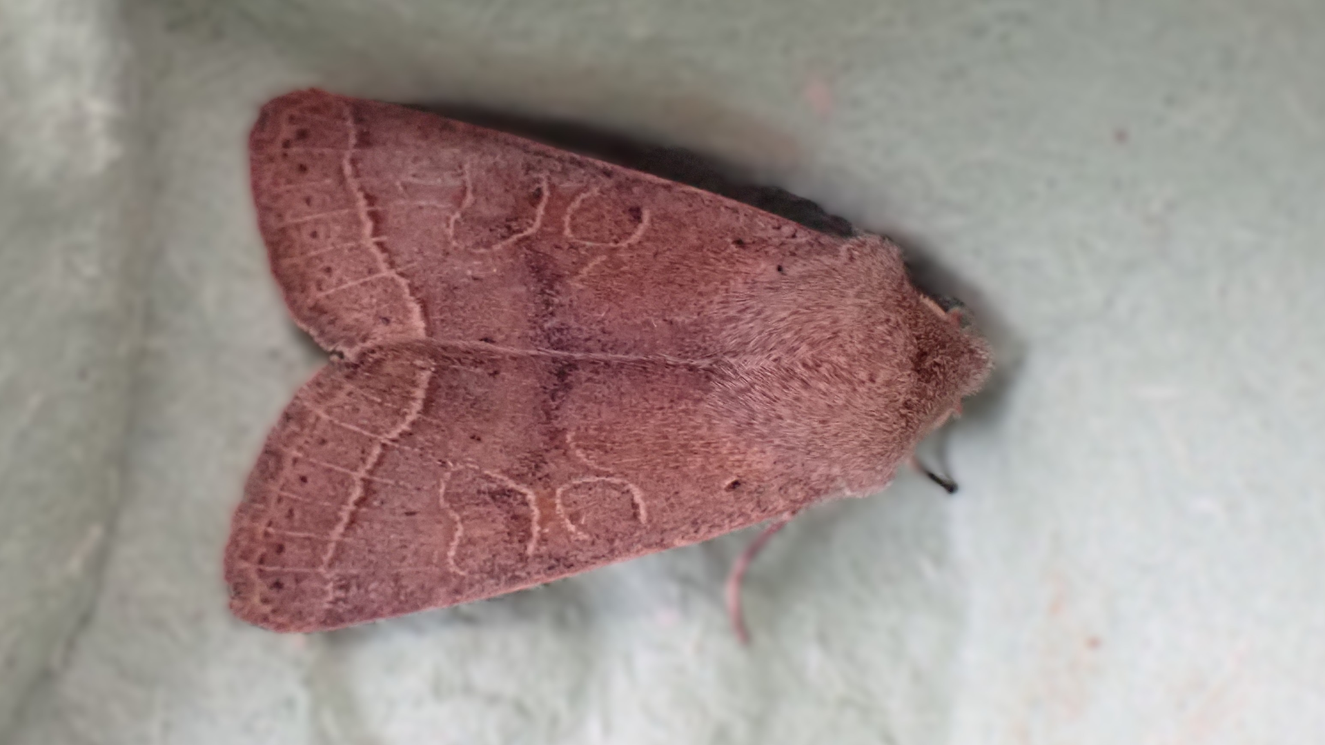 Small Tortoiseshell
Aglais urticae