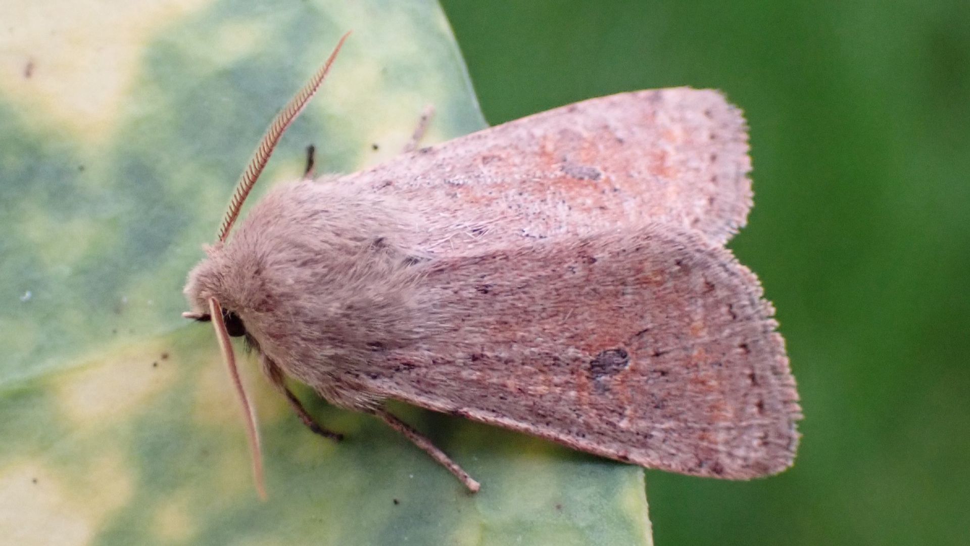 Small Tortoiseshell
Aglais urticae