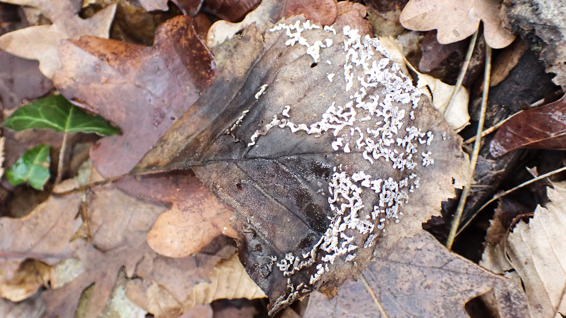 Small Tortoiseshell
Aglais urticae