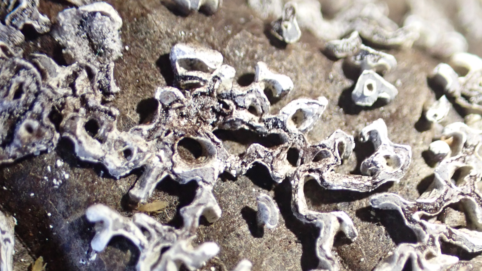Small Tortoiseshell
Aglais urticae