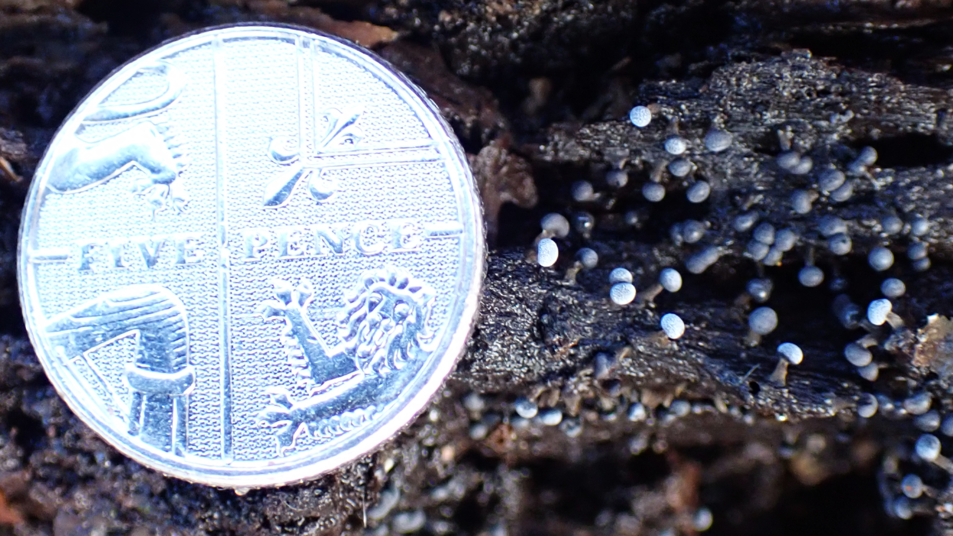 Small Tortoiseshell
Aglais urticae