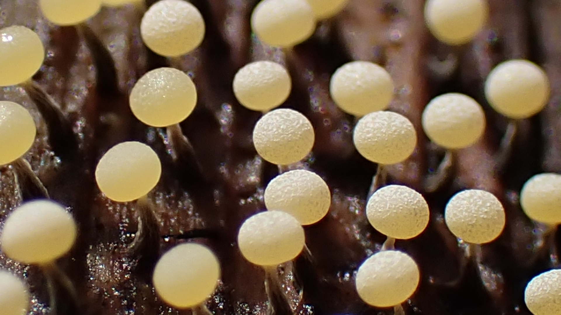 Small Tortoiseshell
Aglais urticae