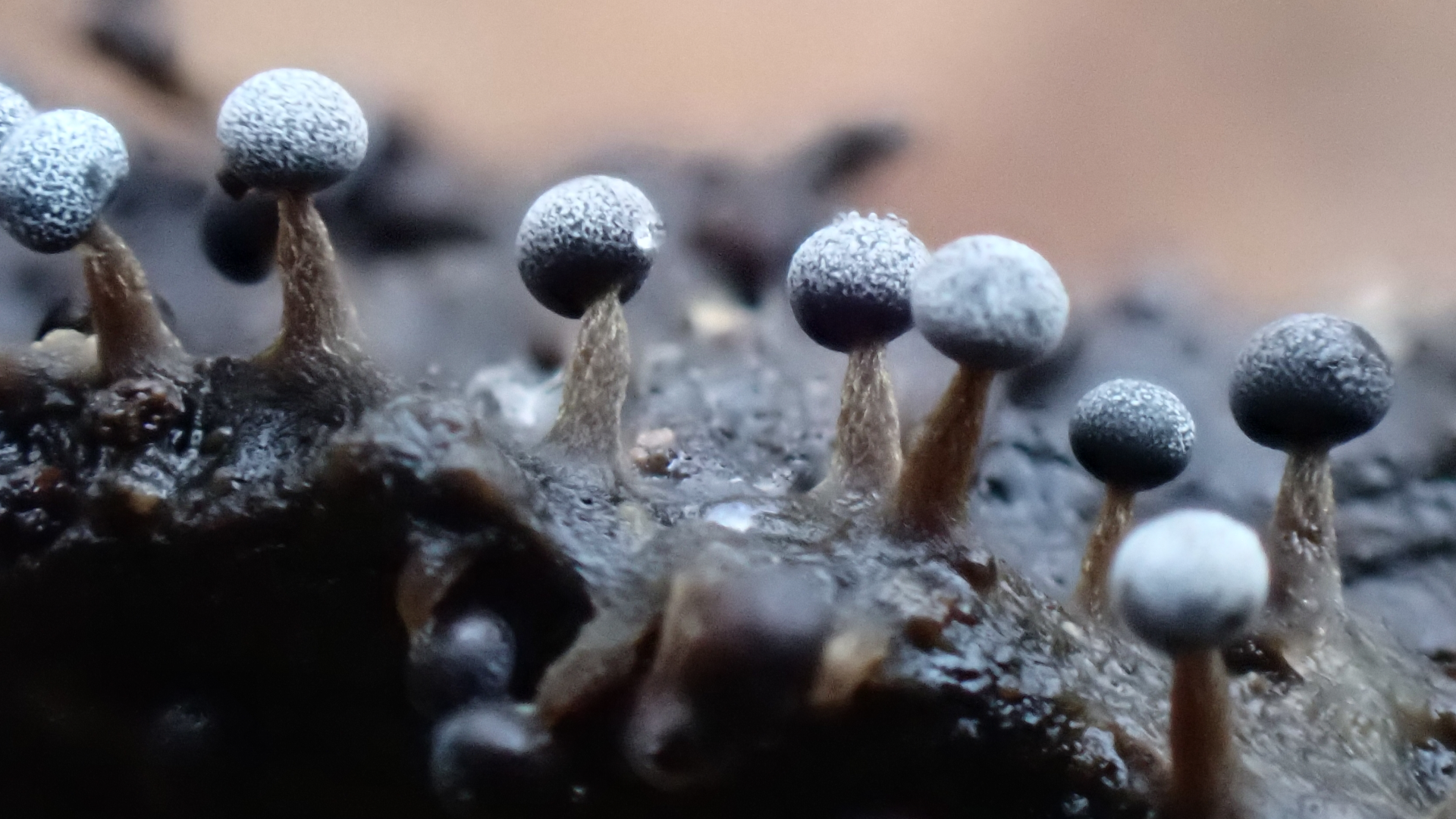 Small Tortoiseshell
Aglais urticae