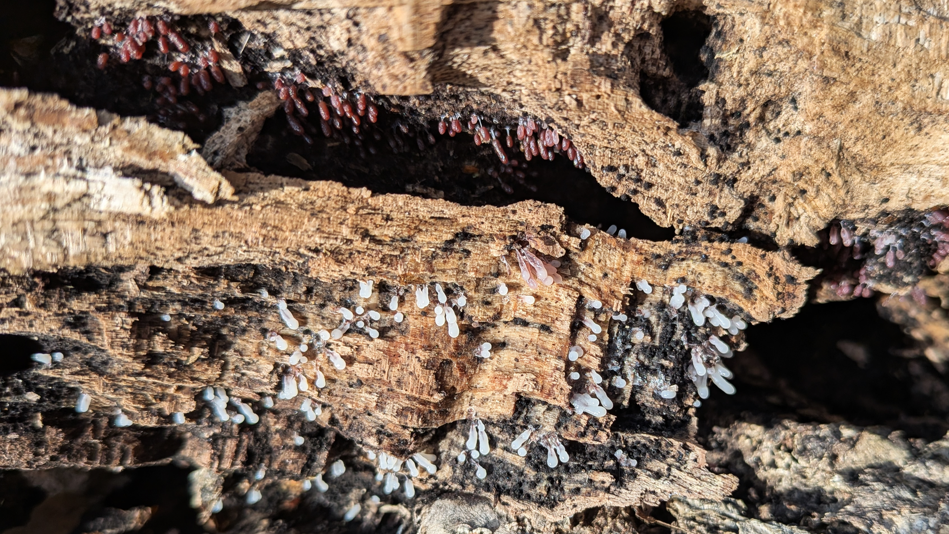 Stemonitopsis typhina
slime mould