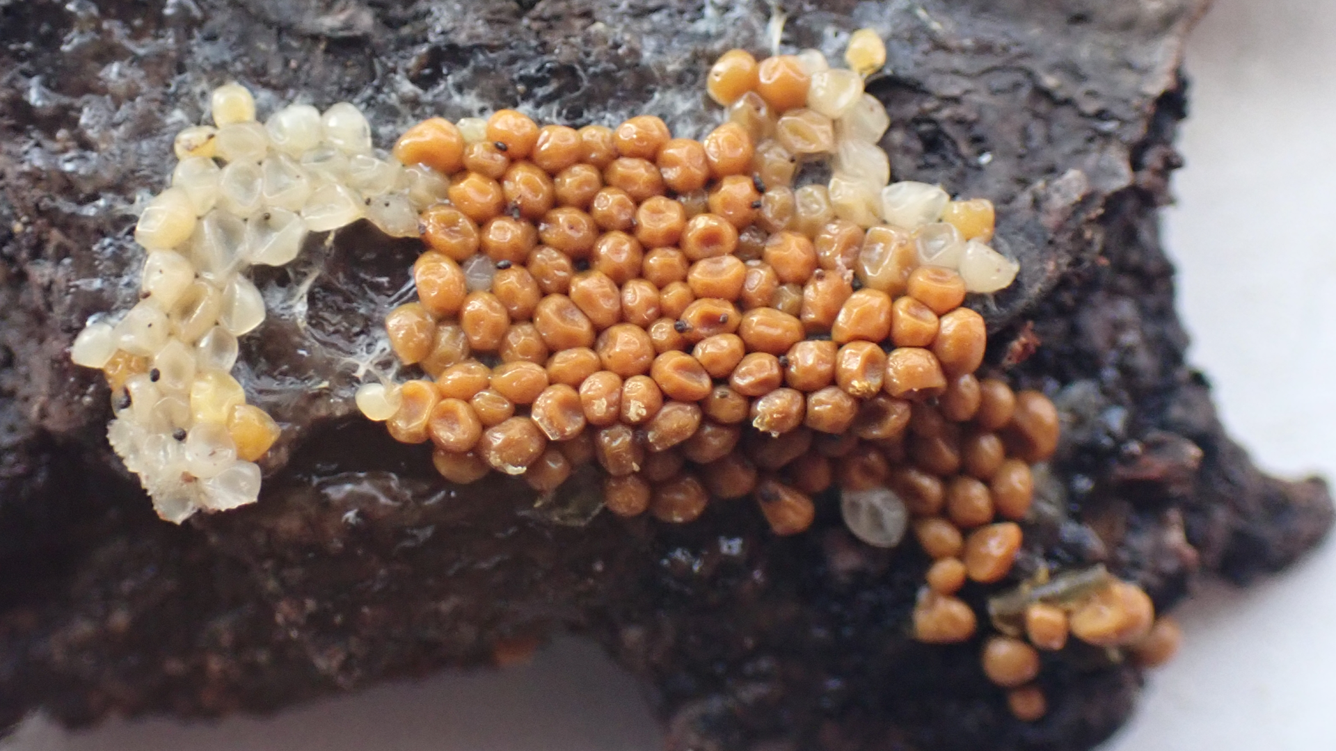 Small Tortoiseshell
Aglais urticae