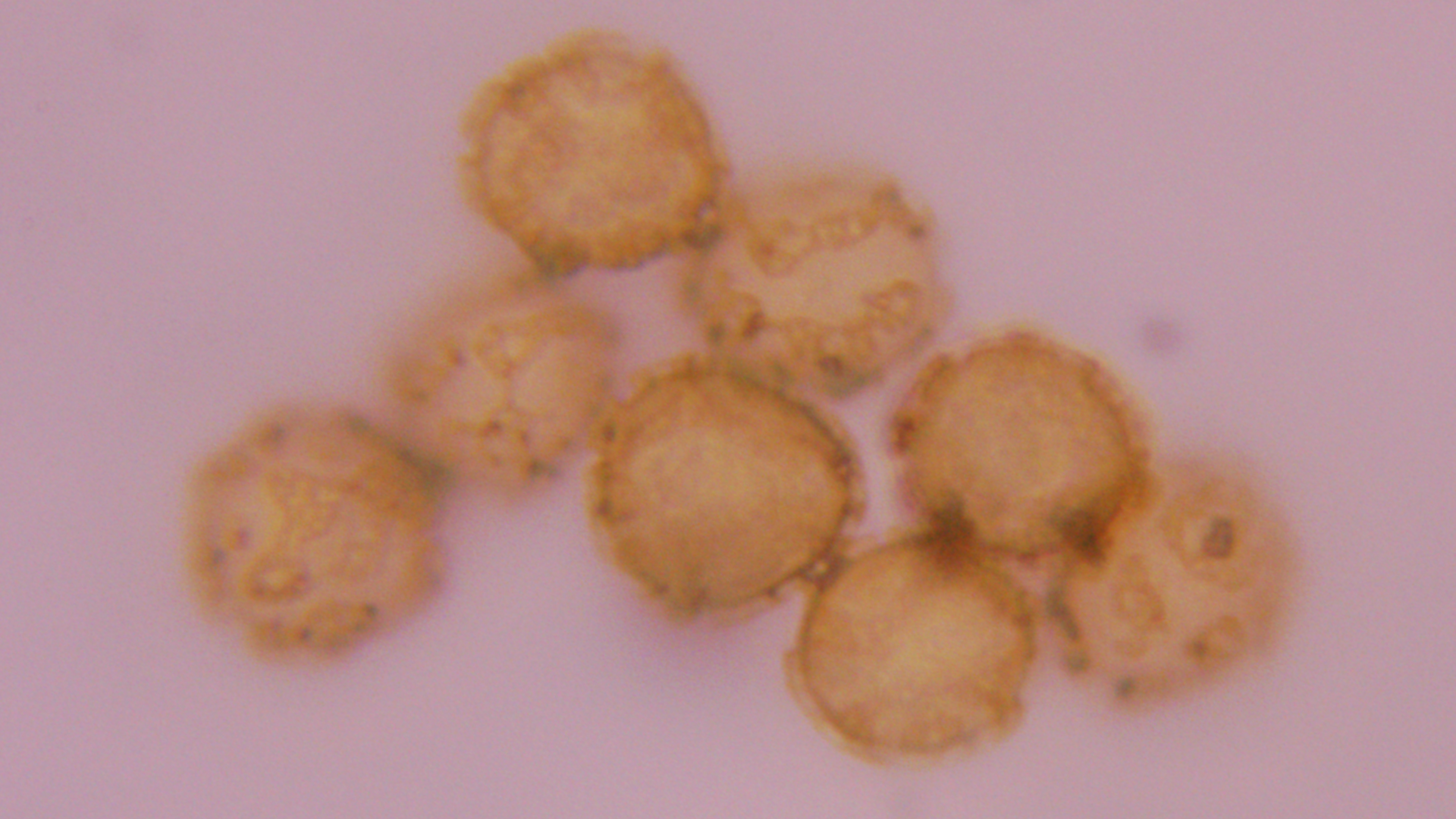 Small Tortoiseshell
Aglais urticae