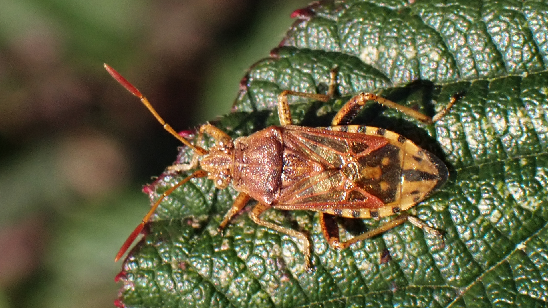 Knapweed Rhopalid
Stictopleurus abutilon