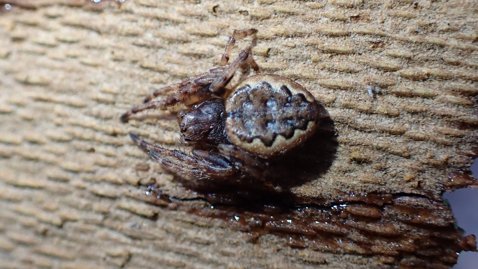 Small Tortoiseshell
Aglais urticae