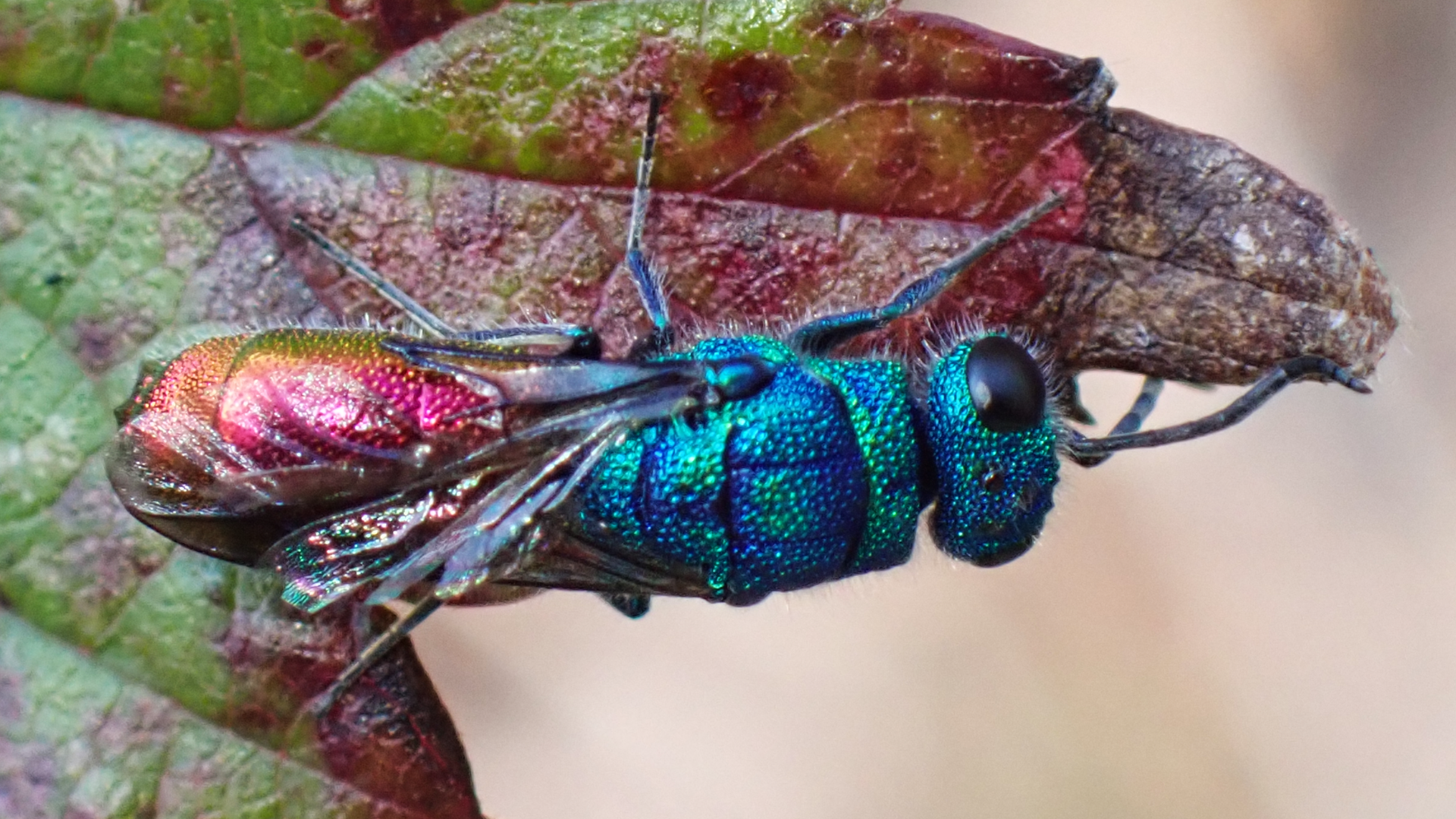 Ruby-tailed Wasp
Chrysis ignita