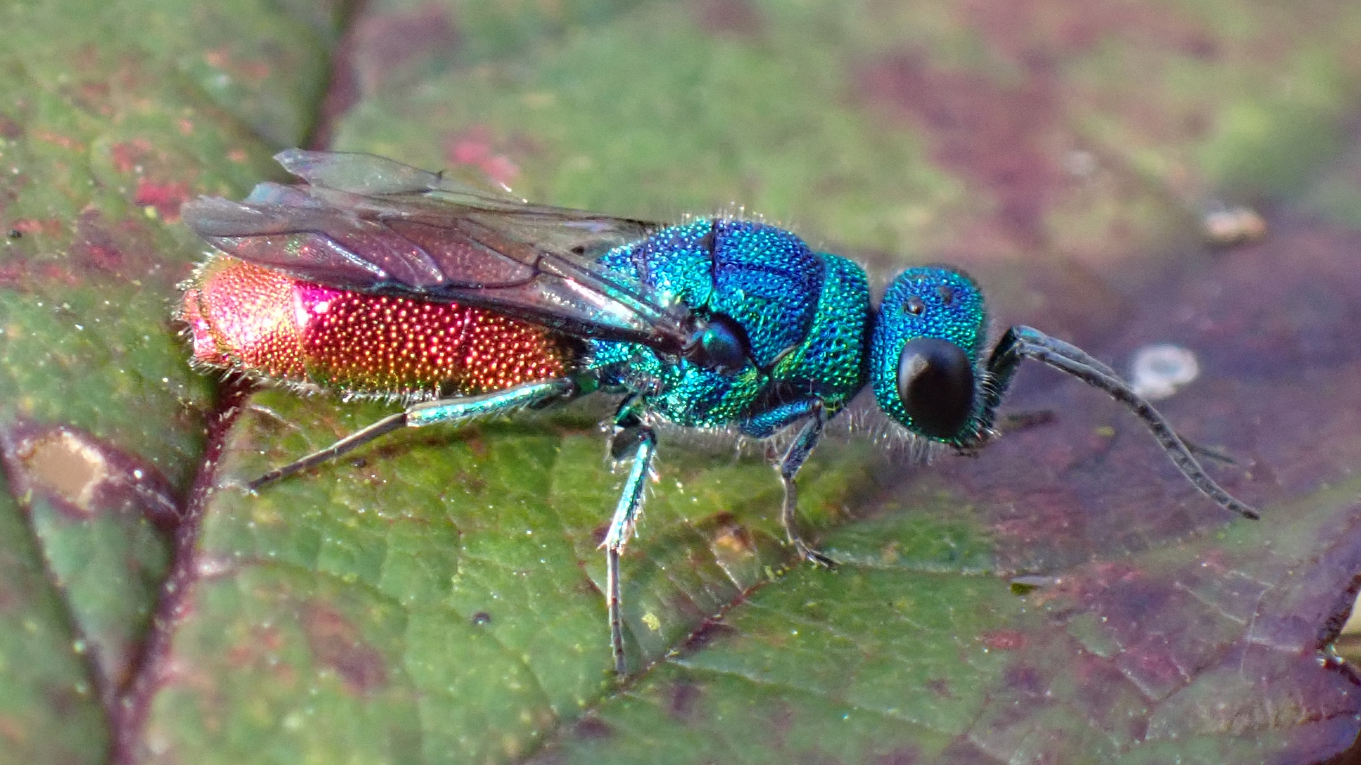 Ruby-tailed Wasp
Chrysis ignita