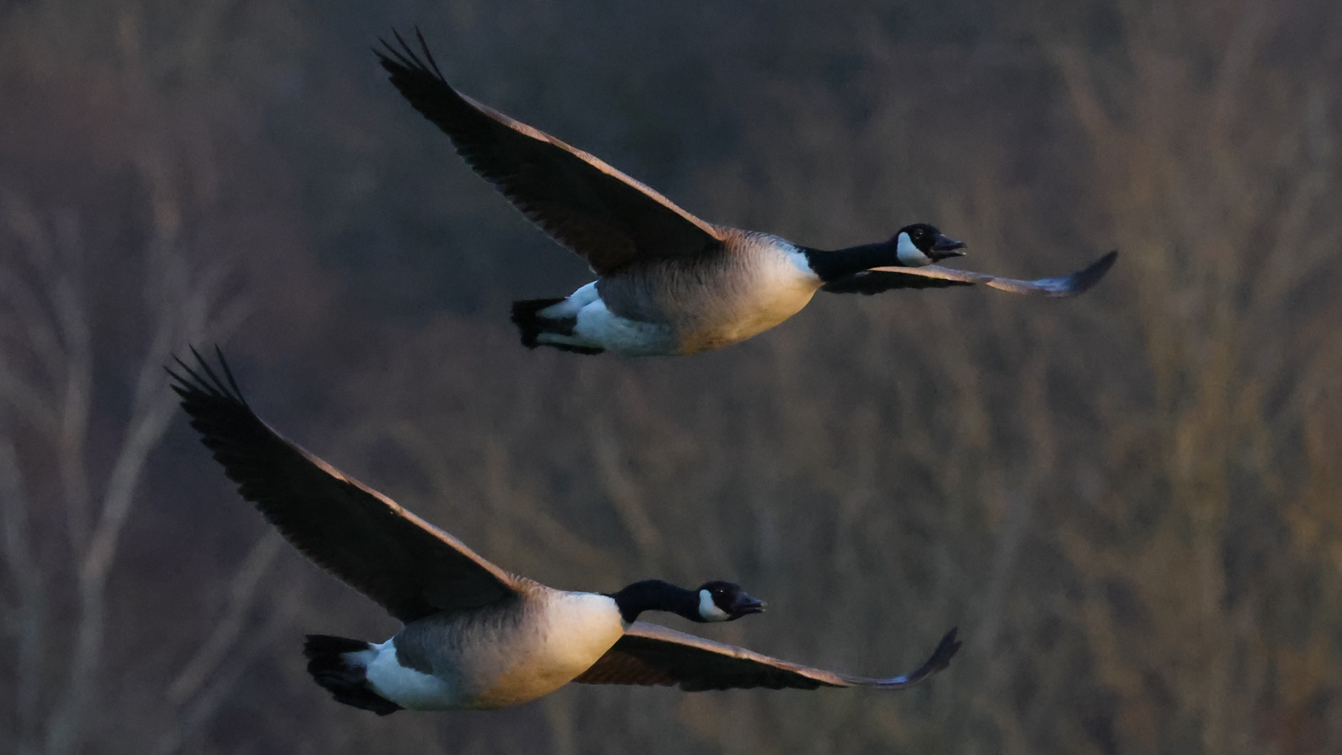 Small Tortoiseshell
Aglais urticae
