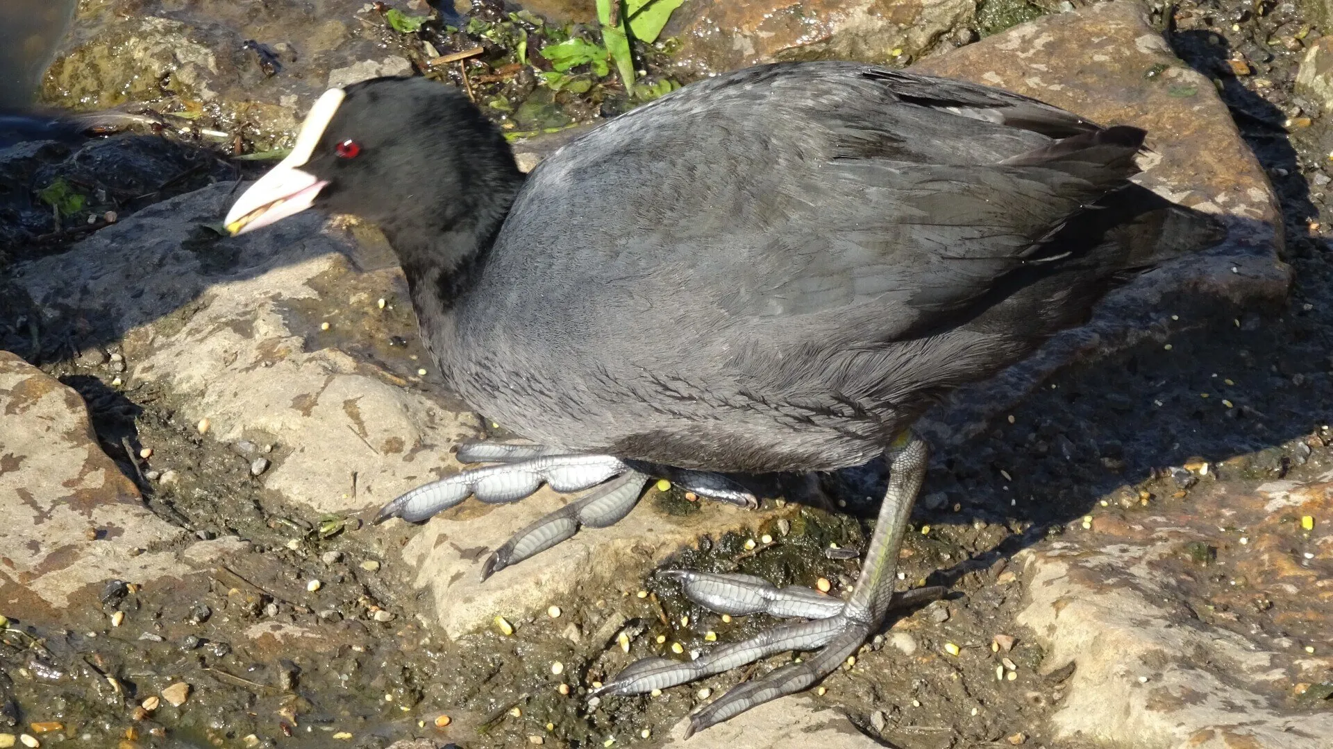 Coot
Fulica atra