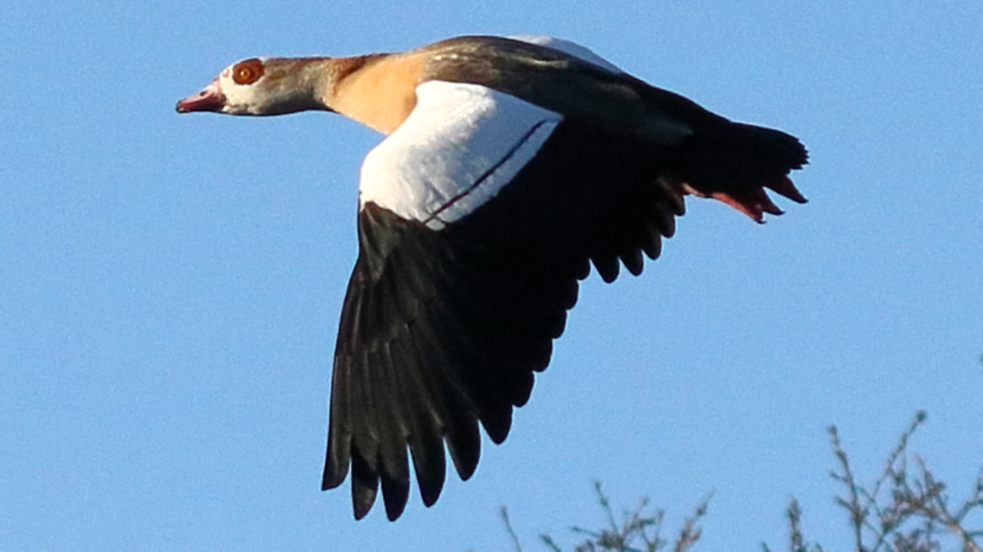 Small Tortoiseshell
Aglais urticae
