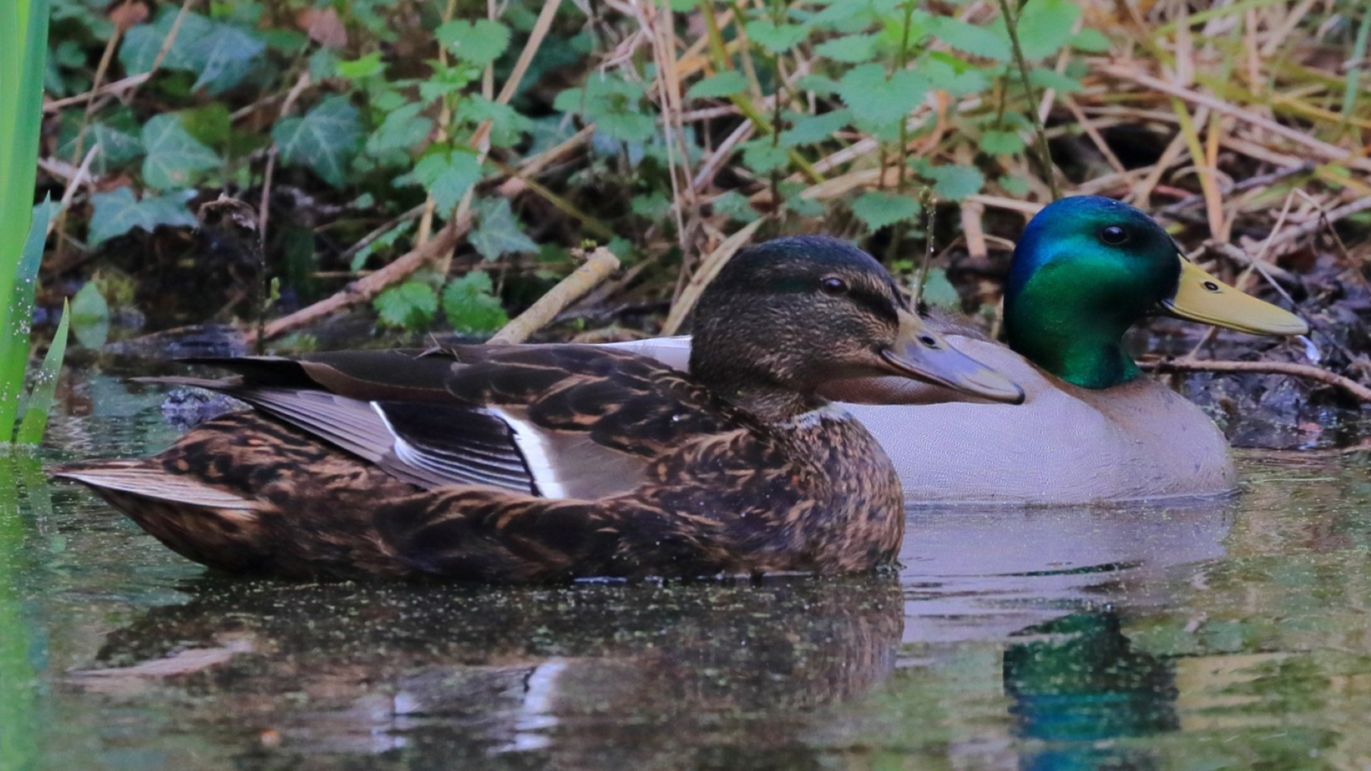 Mallard Duck
Anas platyrhynchos