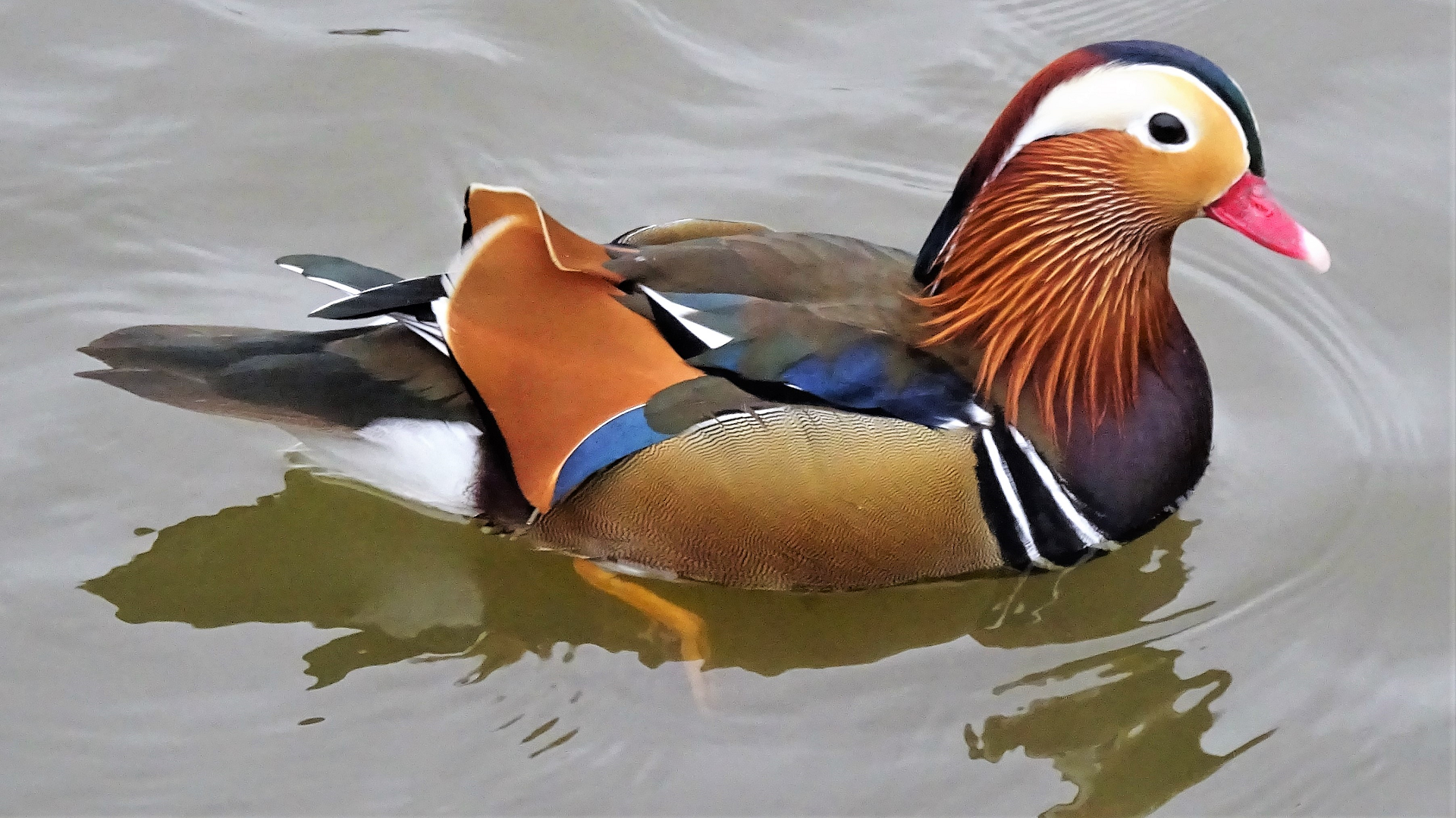 Mandarin Duck
Aix galericulata